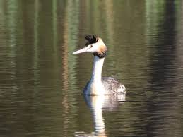 Attēlu rezultāti vaicājumam “Podiceps cristatus adult”