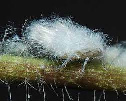 Attēlu rezultāti vaicājumam “Thecabius affinis”