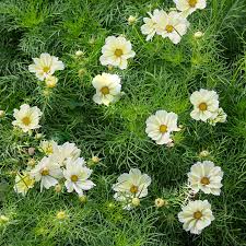 Image result for Schmuckkörbchen