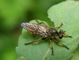 Attēlu rezultāti vaicājumam “Choerades sp.”