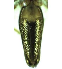 Attēlu rezultāti vaicājumam “Tetragnatha montana”