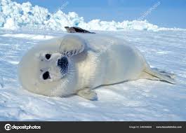 Image result for Pagophilus groenlandicus