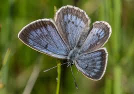 Attēlu rezultāti vaicājumam “Maculinea teleius underside”