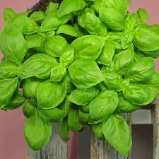 Image result for Basilikum