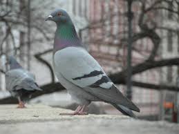 Attēlu rezultāti vaicājumam “Columba livia f. domestica adult”