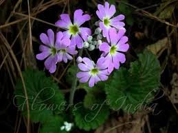 Image result for Primula malacoides