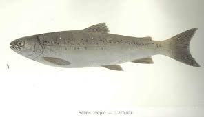 Image result for Salmo pallaryi