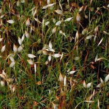 Attēlu rezultāti vaicājumam “Pogonatum nanum”