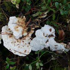 Attēlu rezultāti vaicājumam “Postia guttulata”