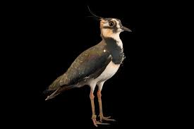 Attēlu rezultāti vaicājumam “Vanellus vanellus adult”