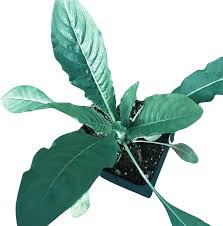 Attēlu rezultāti vaicājumam “Oenothera biennis bud”