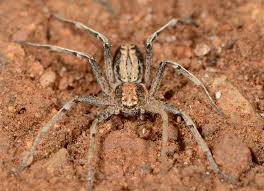 Attēlu rezultāti vaicājumam “Philodromidae”