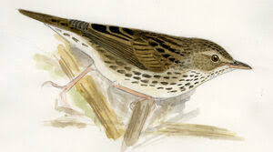 Image result for Locustella lanceolata