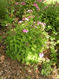 Image result for Phlox paniculata `Sweet Summer`