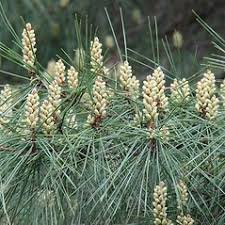 Attēlu rezultāti vaicājumam “Pinus sylvestris fruit”