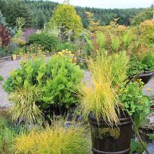 Attēlu rezultāti vaicājumam “Carex elata flower”
