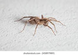 Attēlu rezultāti vaicājumam “Tegenaria sp.”