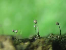 Attēlu rezultāti vaicājumam “Cribraria violacea”