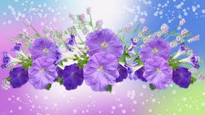 Image result for Petunie