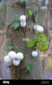 Attēlu rezultāti vaicājumam “Symphoricarpos albus fruit”