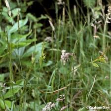 Attēlu rezultāti vaicājumam “Carex pallescens”