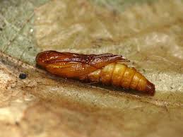 Attēlu rezultāti vaicājumam “Tischeria ekebladella”