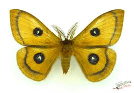 Attēlu rezultāti vaicājumam “Aglia tau”