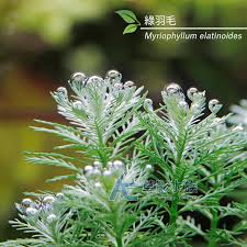 「綠羽毛」的圖片搜尋結果