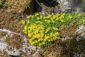 Image result for Mauerpfeffer