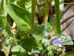 Attēlu rezultāti vaicājumam “Veronica serpyllifolia bud”