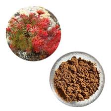 Attēlu rezultāti vaicājumam “Rhodiola rosea”