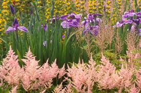Image result for Astilbe