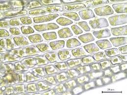 Attēlu rezultāti vaicājumam “Gymnostomum aeruginosum”