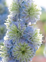 Image result for Delphinium