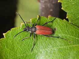 Attēlu rezultāti vaicājumam “Anastrangalia sanguinolenta”