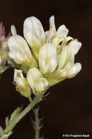 Attēlu rezultāti vaicājumam “Medicago sativa subsp. falcata leaf”