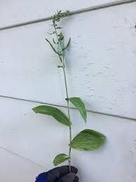 Attēlu rezultāti vaicājumam “Oxyrrhynchium hians var. rigidum macro”