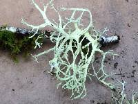 Attēlu rezultāti vaicājumam “Ramalina farinacea”