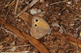 Attēlu rezultāti vaicājumam “Hyponephele lycaon female”