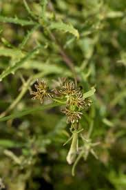 Attēlu rezultāti vaicājumam “Cyperus fuscus fruit”