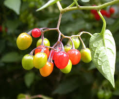 Attēlu rezultāti vaicājumam “Solanum dulcamara fruit”