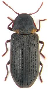 Attēlu rezultāti vaicājumam “Anobiidae”