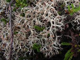 Attēlu rezultāti vaicājumam “Cladonia ciliata”