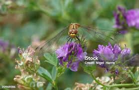 Attēlu rezultāti vaicājumam “Sympetrum sanguineum female”