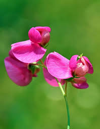 Attēlu rezultāti vaicājumam “Lathyrus tuberosus”