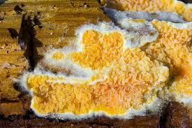 Attēlu rezultāti vaicājumam “Leucogyrophana mollusca”