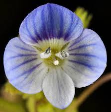 Attēlu rezultāti vaicājumam “Veronica persica”