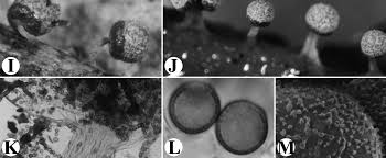 Attēlu rezultāti vaicājumam “Craterium leucocephalum stalked”