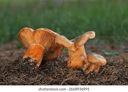 Attēlu rezultāti vaicājumam “Lactarius deterrimus”