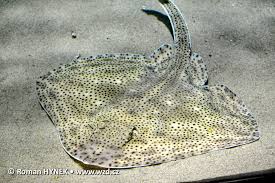 Image result for Raja brachyura